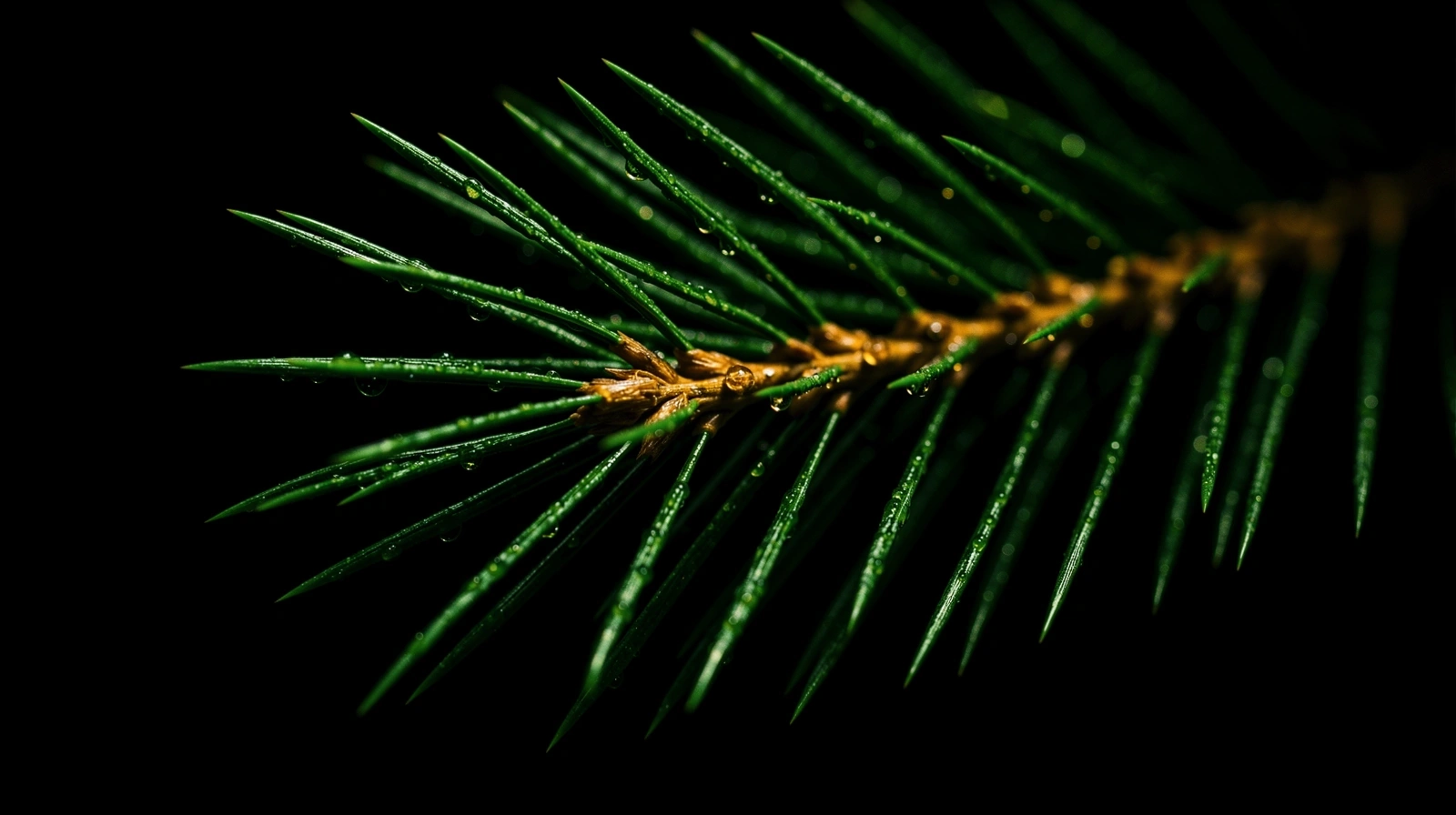 Botanische Präzision Makroaufnahme